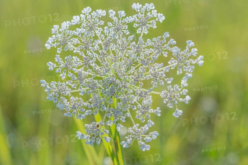 A cluster of wildflowers stands tall in a bright green meadow under bright sunlight. The delicate white flowers form a wonderful contrast to the lively background. Bas rhin, Alsace, grand est, France
