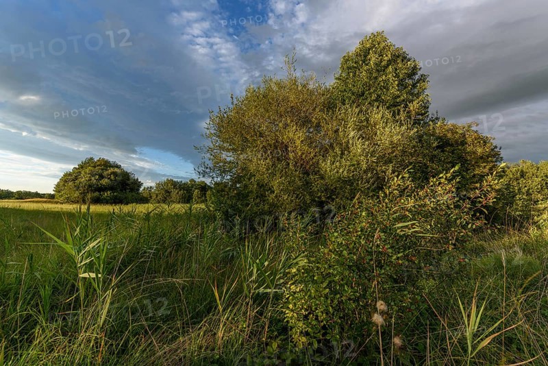 A vibrant landscape with dense green shrubs and trees surrounded by tall grass. The sky is partly cloudy as the late afternoon sunlight casts shadows over the area. Bas rhin, Alsace, Grand Est, France