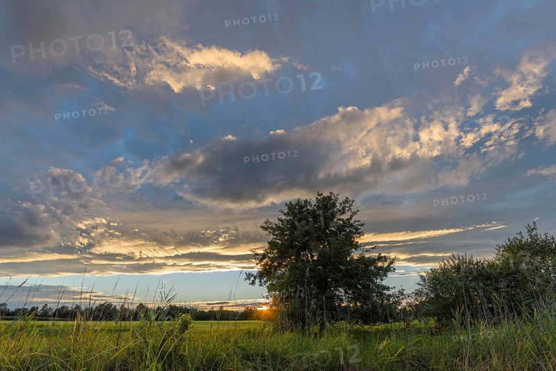A brilliant sunset illuminates a peaceful field and highlights the vibrant colours in the sky. Silhouetted trees stand against the backdrop of wispy clouds as evening approaches. Bas rhin, Alsace, Grand Est, France