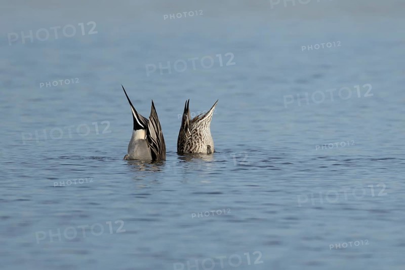 Northern pintail duck (Anas acuta) adult male and female birds feeding on a lake, England, United Kingdom