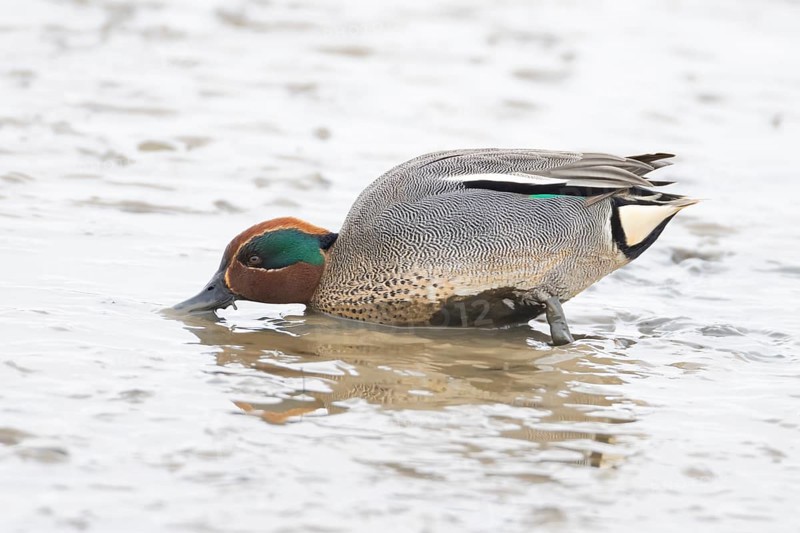 Common teal duck (Anas crecca) adult male bird feeding on mud, England, United Kingdom