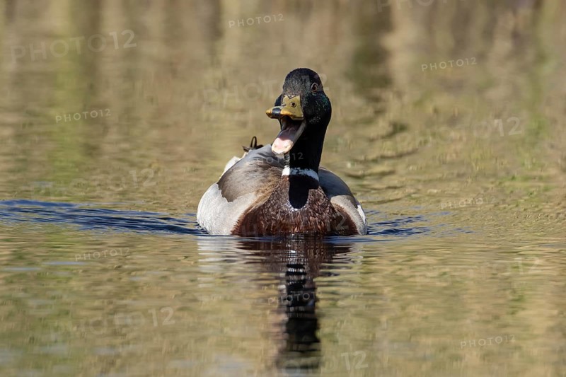 Mallard duck (Anas platyrhynchos) adult male bird calling or quacking on a lake, England, United Kingdom
