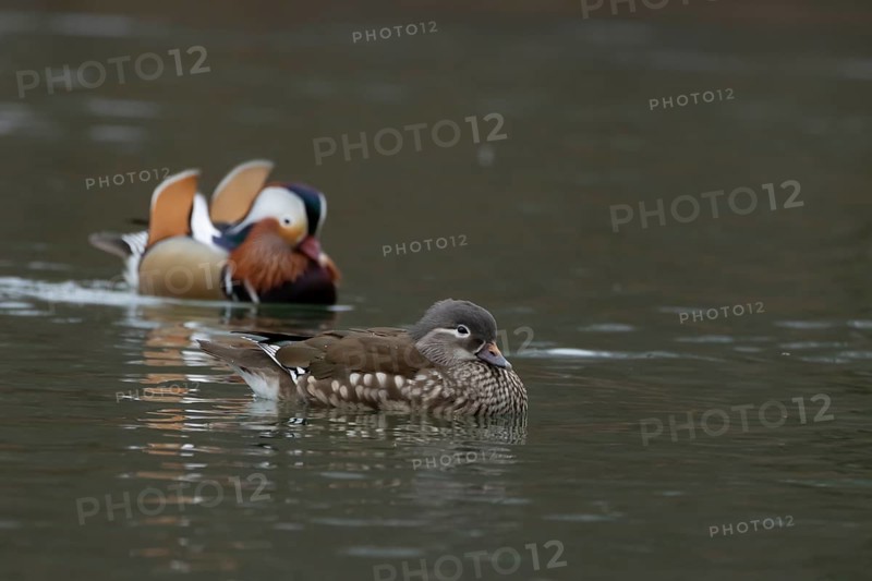 Mandarin duck (Aix galericulata) adult female and male birds on a lake, England, United Kingdom