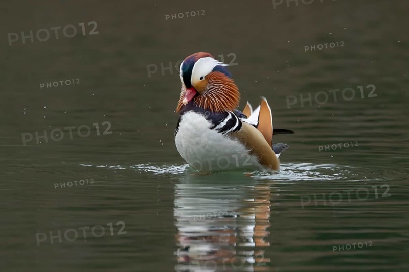 Mandarin duck (Aix galericulata) adult male bird displaying on a lake, England, United Kingdom