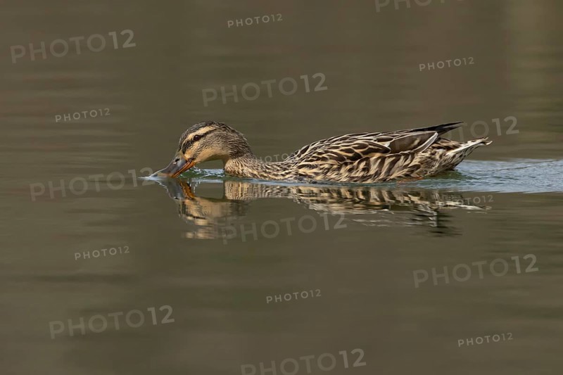 Mallard duck (Anas platyrhynchos) adult female bird drinking on a lake, England, United Kingdom