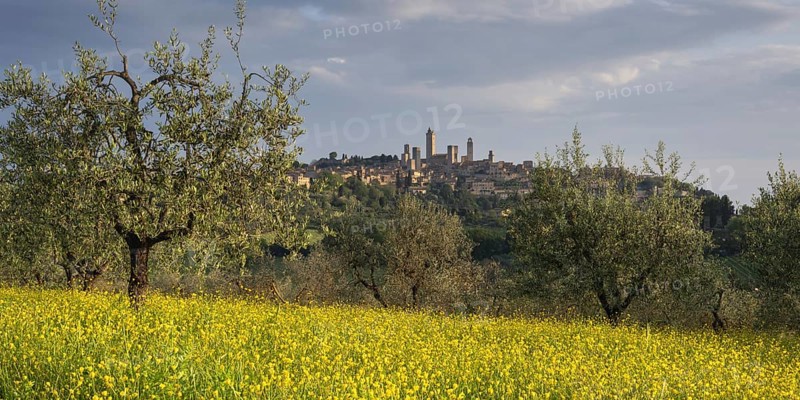 Yellow flowering broom, spring meadow with olive trees, behind San Gimignano, Tuscany, Italy