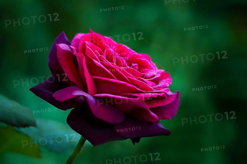 Red rose in the garden, Countess Diana variety, Germany