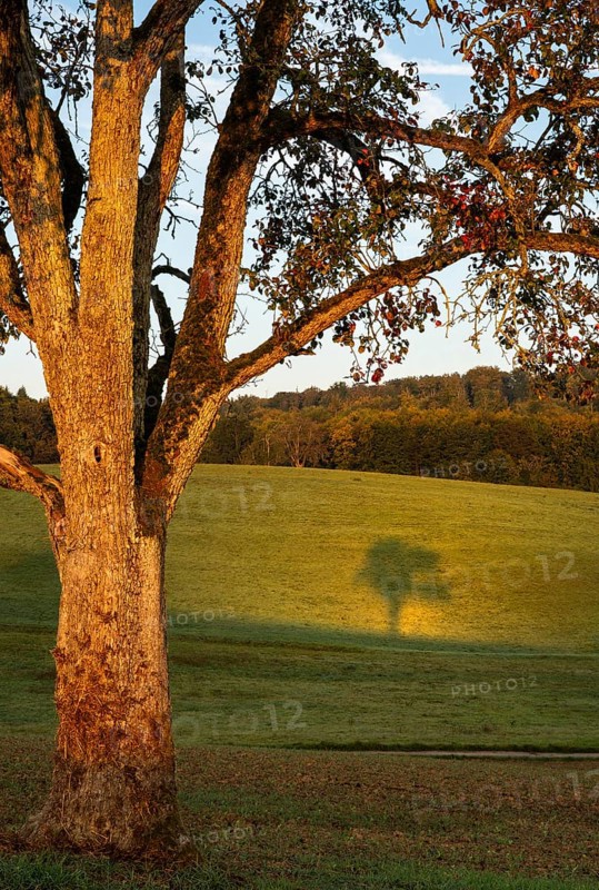 Pear tree with shade. In the morning. Small Odenwald, Rhine-Neckar district, Baden-Württemberg, Germany