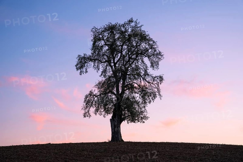 Single pear tree in front of evening sky. Small Odenwald, Baden-Württemberg, Germany