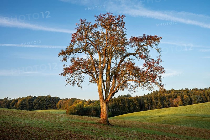 Landscape with pear tree. In the morning. Small Odenwald, Rhine-Neckar district, Baden-Württemberg, Germany
