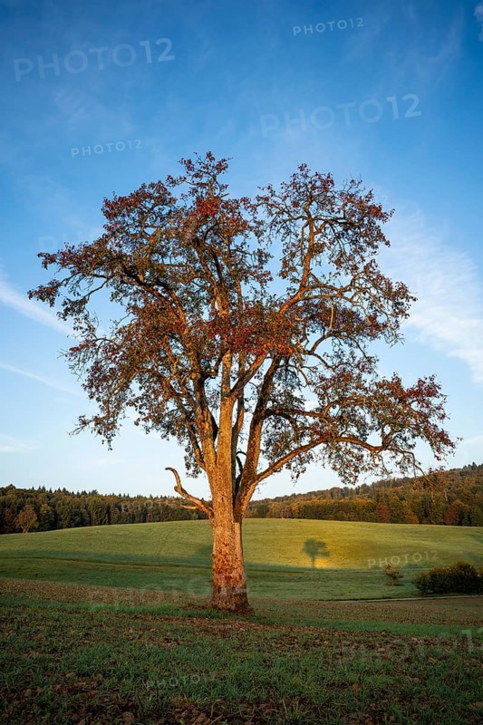 Landscape with pear tree. Tree with shade. In the morning. Small Odenwald, Rhine-Neckar district, Baden-Württemberg, Germany