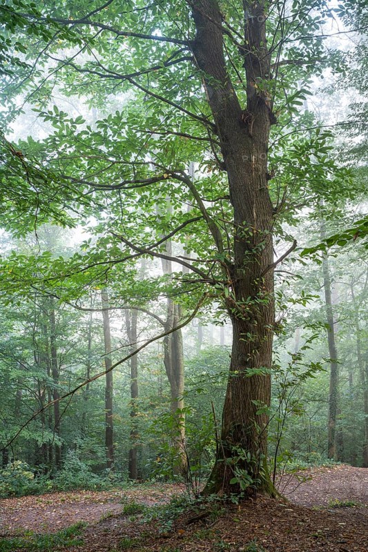 Forest, foggy weather. Chestnut tree. Small Odenwald, Rhine-Neckar district, Baden-Württemberg, Germany