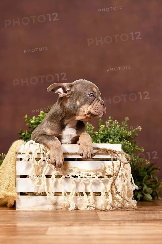Isabella tan French Bulldog puppy in box with boho decor in front of brown background