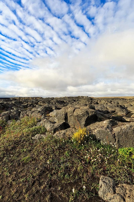 Barren volcanic landscape in summer, flowers between boulders, Cumulus, Jökulsárgljúfur National Park, North Iceland, Iceland
