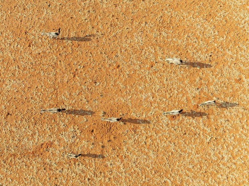 Gemsbok (Oryx gazella). Roaming an arid plain at the edge of the Namib Desert. Aerial view. Drone shot. Namibia