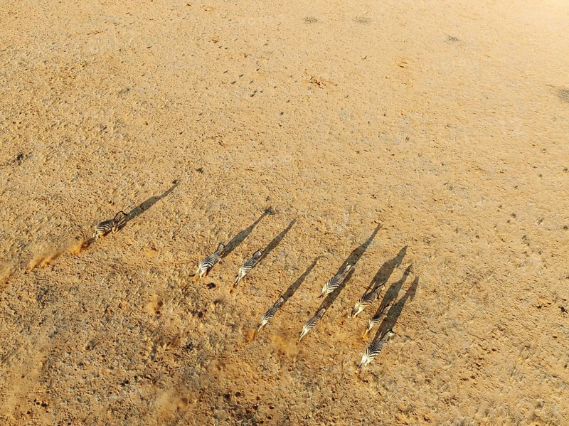 Hartmann's Mountain Zebra (Equus zebra hartmannae). Roaming an arid plain at the edge of the Namib Desert. Aerial view. Drone shot. Namibia