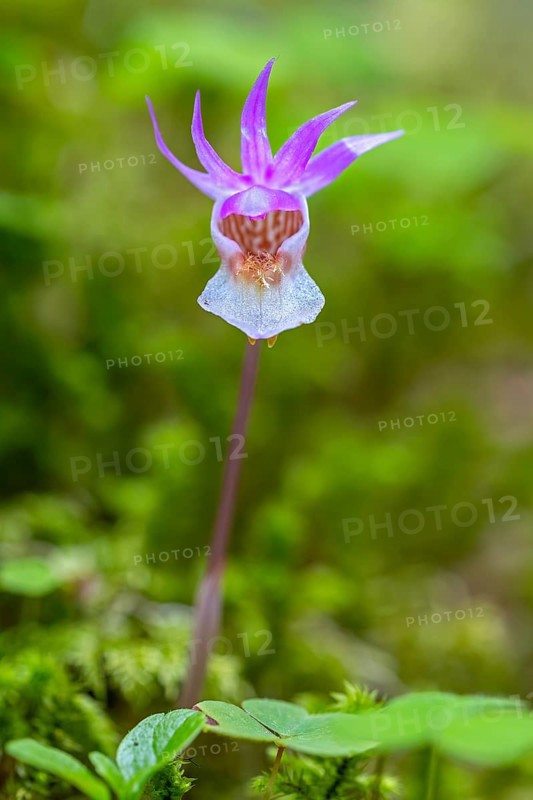 Calypso orchid, fairy slipper, Venus's slipper (Calypso bulbosa, Cypripedium bulbosum) in flower in forest, Sweden, Scandinavia