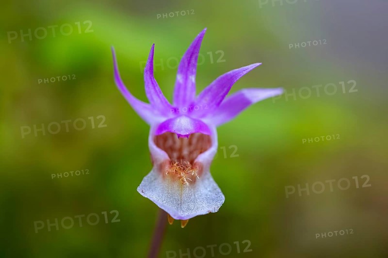 Calypso orchid, fairy slipper, Venus's slipper (Calypso bulbosa, Cypripedium bulbosum) in flower in forest, Sweden, Scandinavia