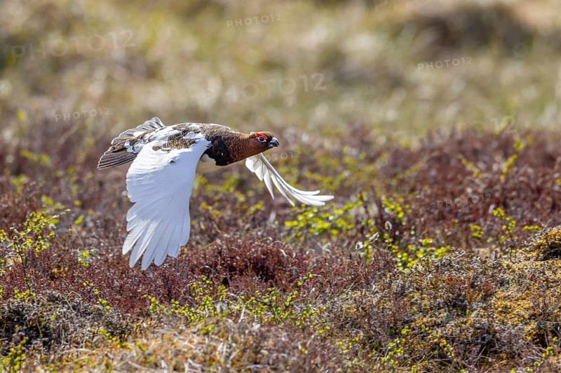 Willow ptarmigan, willow grouse (Lagopus lagopus, Lagopus albus) male, cock in summer plumage flying over the tundra in June, Sweden, Scandinavia