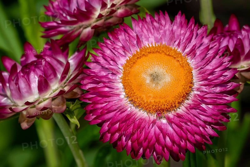 Colourful golden everlasting flowers, strawflowers (Xerochrysum bracteatum, Bracteantha bracteata) cultivars in flower garden