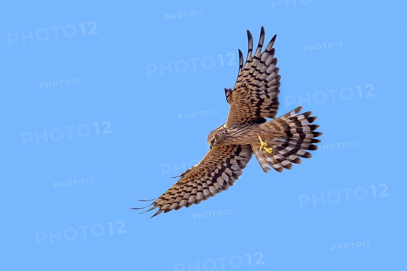 Montagu's harrier (Circus pygargus) adult female with caught bush cricket prey in its talons flying against blue sky