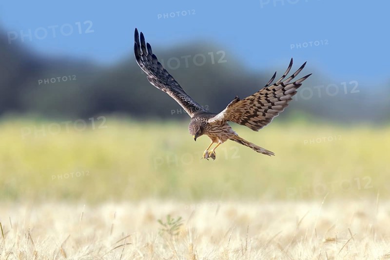 Montagu's harrier (Circus pygargus) adult female with caught mouse prey in its talons flying over wheat field, cornfield
