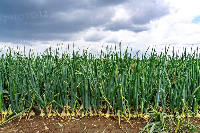 Agriculture, field with onions, shortly in front of harvest, near Nettetal, on the Lower Rhine, North Rhine-Westphalia, Germany