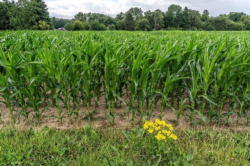 Agriculture, field with maize, still growing, near Nettetal, on the Lower Rhine, North Rhine-Westphalia, Germany