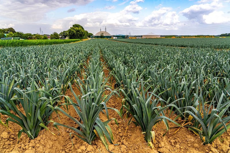 Agriculture, field with leeks, leek, shortly in front of harvest, near Nettetal, on the Lower Rhine, North Rhine-Westphalia, Germany