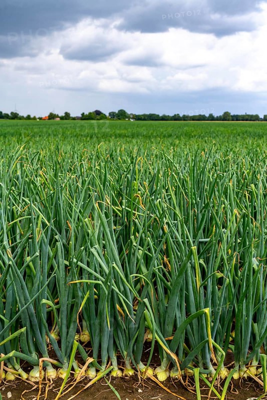 Agriculture, field with onions, shortly in front of harvest, near Nettetal, on the Lower Rhine, North Rhine-Westphalia, Germany