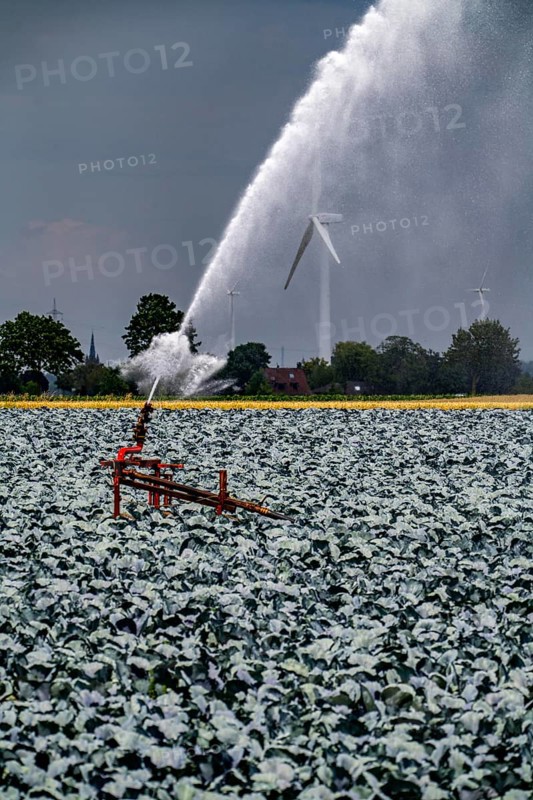 Agriculture, artificial irrigation of a field, irrigation system, cabbage cultivation, red cabbage, near Kempen on the Lower Rhine, North Rhine-Westphalia, Germany