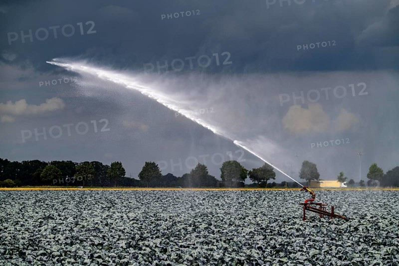 Agriculture, artificial irrigation of a field, irrigation system, cabbage cultivation, red cabbage, near Kempen on the Lower Rhine, North Rhine-Westphalia, Germany