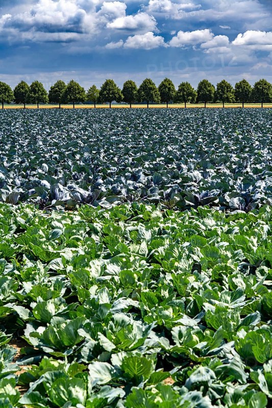 Agriculture, fields, cabbage cultivation, red cabbage and white cabbage, near Kempen on the Lower Rhine, North Rhine-Westphalia, Germany