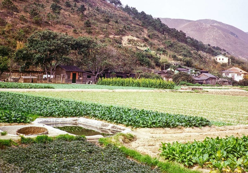 Farmland countryside, Tai Tei Tong village, Silver Mine Bay Mui Wo, Lantua Island, New Territories, Hong Kong, Asia 1964