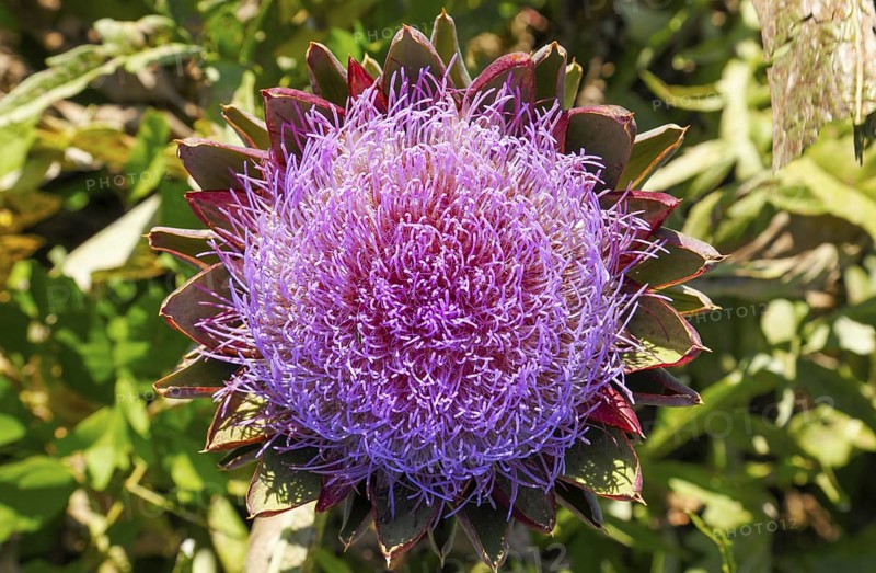 Artichoke, vegetable cultivation, on Isola di Mazzorbo, Venice, Veneto, Italy