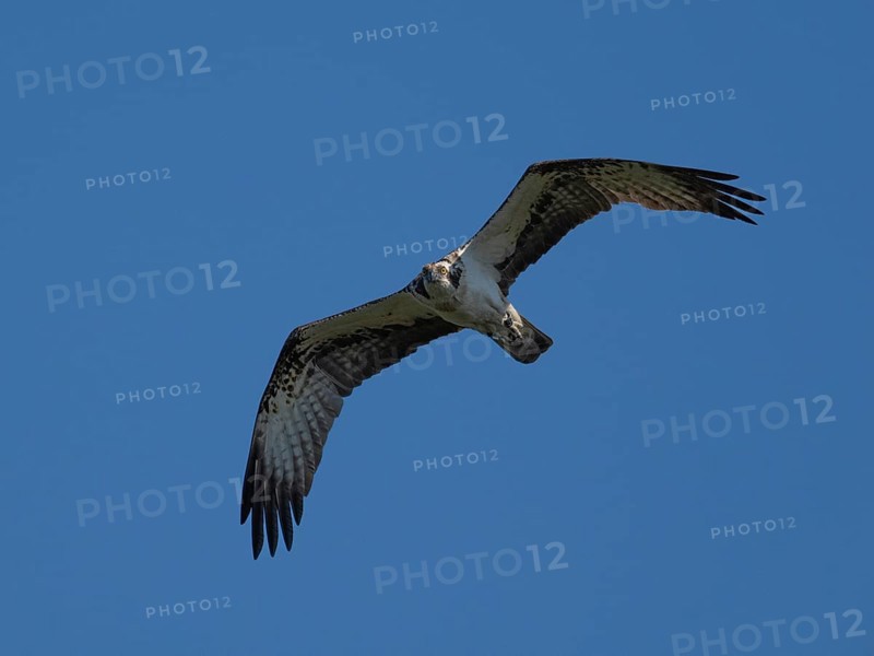 An osprey in flight (Pandion haliaetus), Mecklenburg-Western Pomerania, Müritz region, Germany