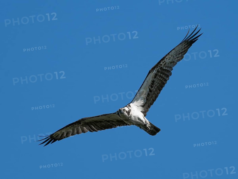 An osprey (Pandion haliaetus) in flight, Mecklenburg-Western Pomerania, Müritz region, Germany