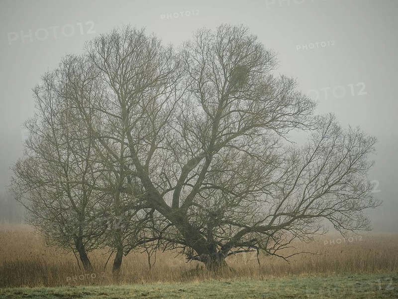 Trees in the early morning fog, Mecklenburg-Vorpommern, Mecklenburg-Vorpommern, Germany
