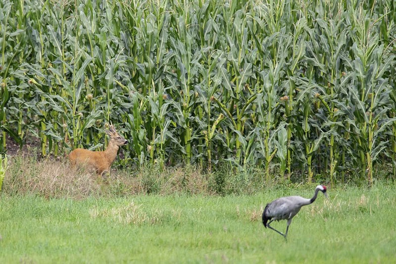 Roebuck and crane on, Mecklenburg-Vorpommern, Müritz Region, Germany
