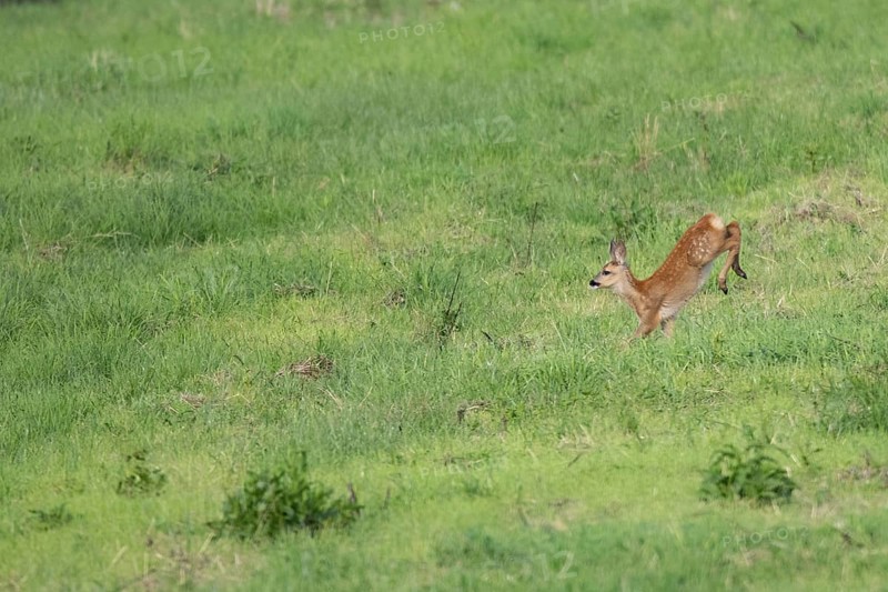 Fawn (Capreolus capreolus) jumping, Mecklenburg-Western Pomerania, Müritz region, Germany