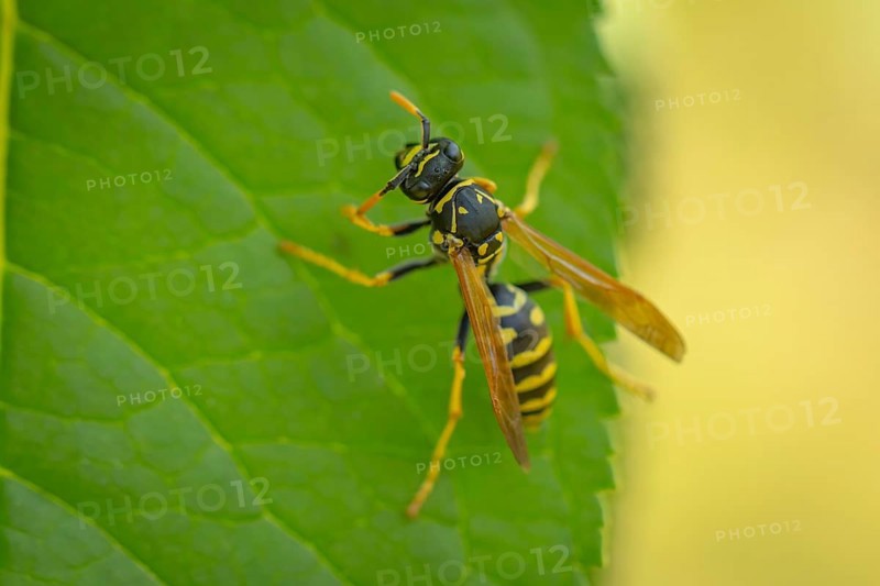 Common wasp (Vespula vulgaris) on a green leaf in close-up, Ternitz, Lower Austria, Austria