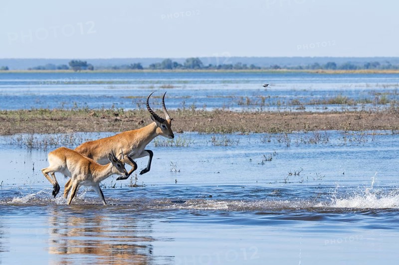 Red lechwe antelope herd (Kobus lache) runs through shallow water, splashing wildly in Chobe River. One wild animal jumps high. Chobe National Park, Botswana, Southern Africa