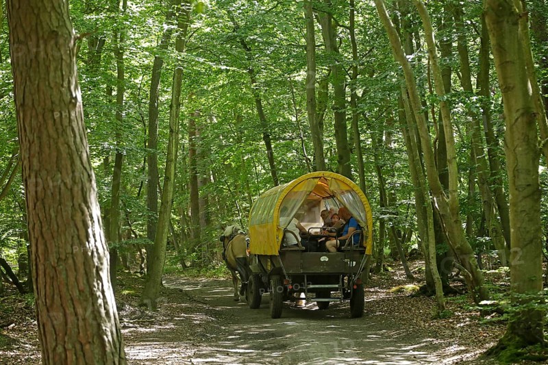 Horse-drawn carriage travelling through the forest, Darßer Ort, Born a. Darß, National Park Vorpommersche Boddenlandschaft, Mecklenburg-Vorpommern, Germany