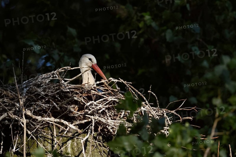 Secretly... White stork (Ciconia ciconia), breeding, courting stork sits in the early morning light, spotlight on its nest on a poplar tree, native nature, breeding attempt on the Lower Rhine, Meerbusch, Rhein-Kreis Neuss, North Rhine-Westphalia, Rhineland, Germany, Western Europe