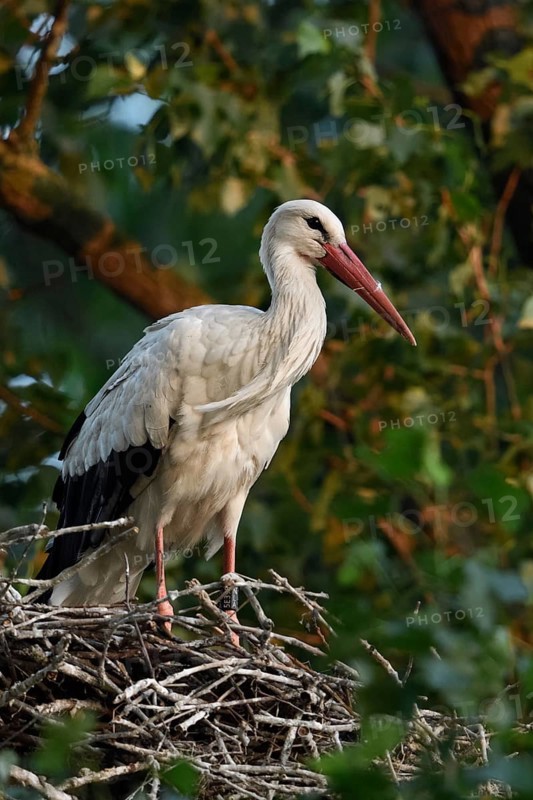 High up in the poplars... White stork (Ciconia ciconia) on its nest in a tree, young adult bird stands in its natural eyrie in the early morning light, waiting for its mate, stork ringed in the Netherlands, Meerbusch, Rhein-Kreis Neuss, North Rhine-Westphalia, Rhineland, Germany, Western Europe
