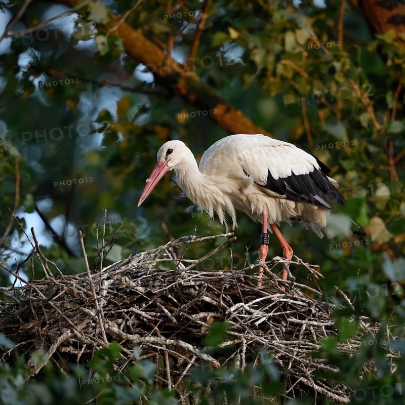 On the stork nest... White stork (Ciconia ciconia), adult, building its nest on a poplar tree in the early morning light, native nature, breeding attempt on the Lower Rhine, stork ringed in the Netherlands, Meerbusch, Rhein-Kreis Neuss, North Rhine-Westphalia, Rhineland, Germany, Western Europe