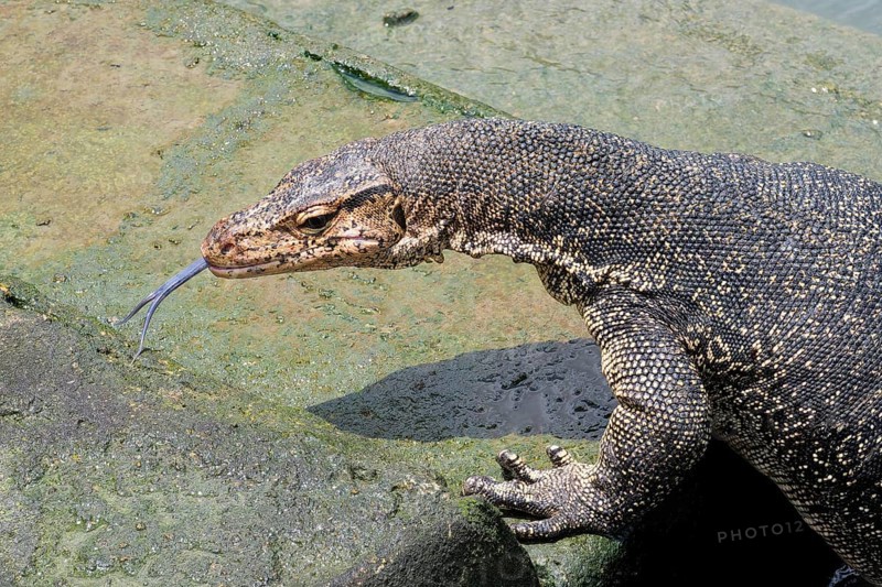 Asian Water Monitor (Varanus salvator) coming out of the water and climbing dock steps, Malacca, Malaysia