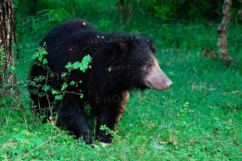 Sloth bear or Indian bear (Melursus ursinus) walking, Yala National Park, Sri Lanka