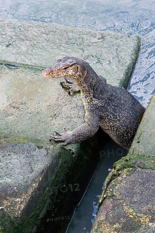 Asian Water Monitor (Varanus salvator) coming out of the water and climbing dock steps, Malacca, Malaysia