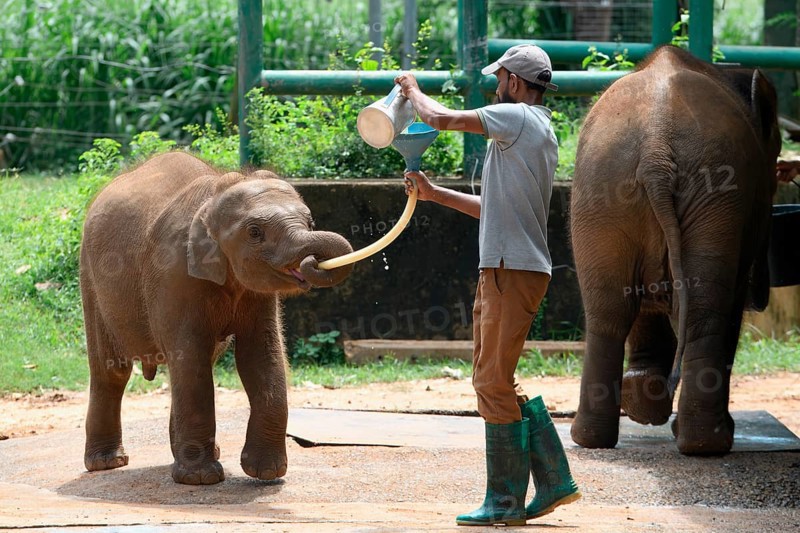 Orphaned Baby elephant being fed with milk by a caretaker, Pinnawala Elephant Orphanage, Kataragama, Sri Lanka